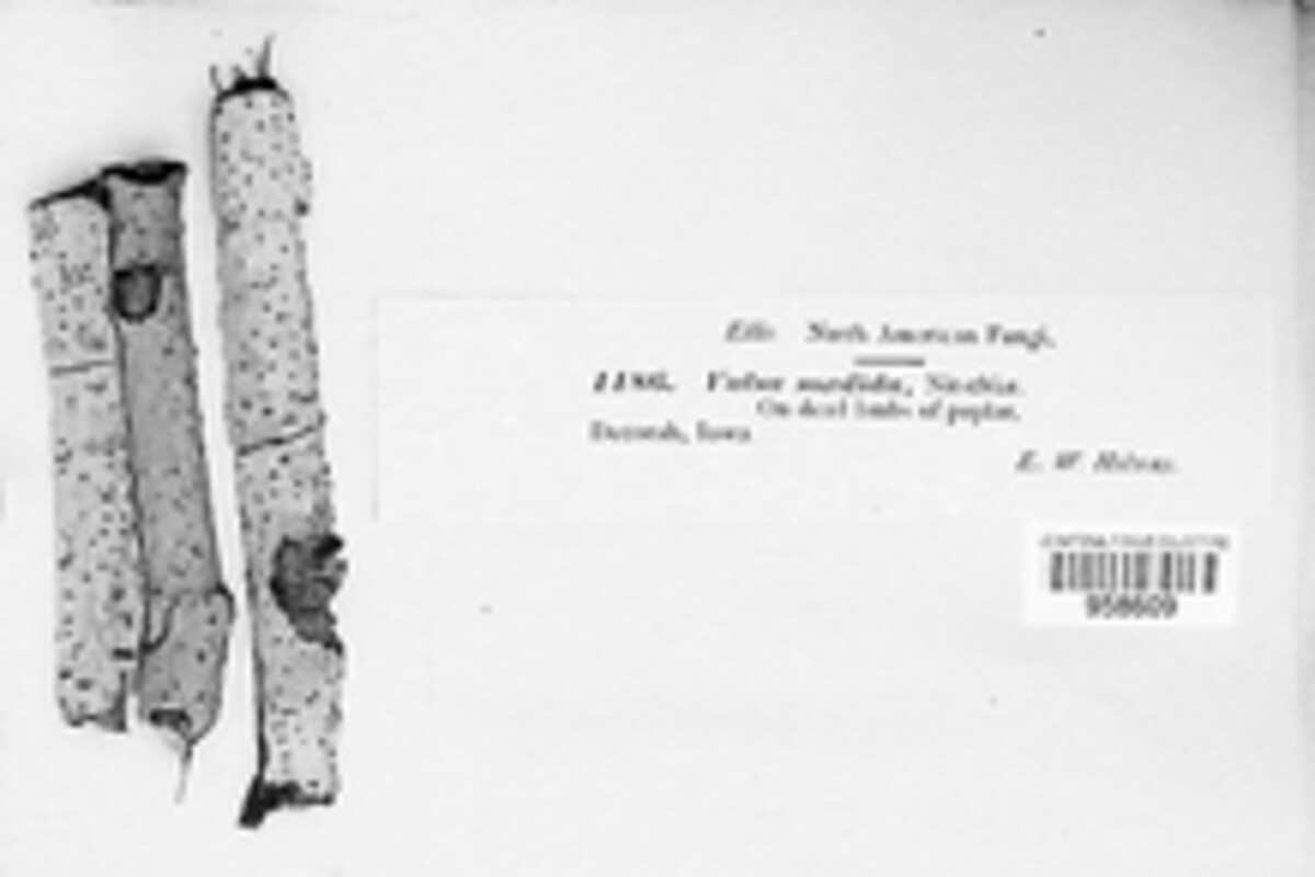 Cytospora chrysosperma image